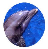 ss